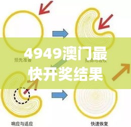 4949澳门最快开奖结果,权威分析解释定义_动态版97.750