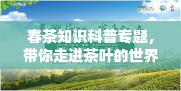 春茶知识科普专题，带你走进茶叶的世界