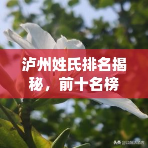 泸州姓氏排名揭秘，前十名榜单全解析！