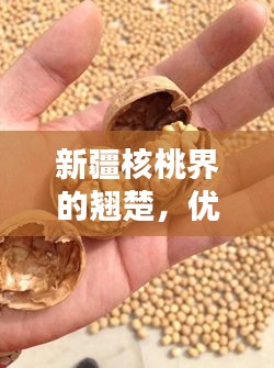 新疆核桃界的翘楚，优质核桃排名前十榜单揭晓！