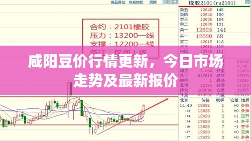 咸阳豆价行情更新，今日市场走势及最新报价