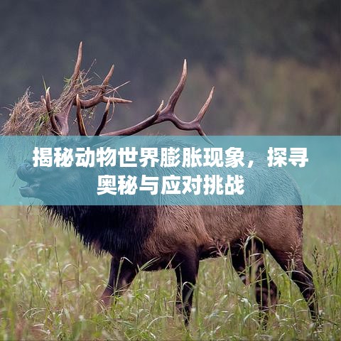 揭秘动物世界膨胀现象，探寻奥秘与应对挑战