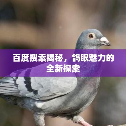 百度搜索揭秘，鸽眼魅力的全新探索