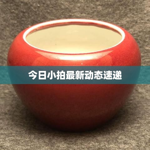 今日小拍最新动态速递