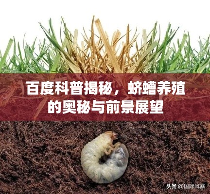 百度科普揭秘，蛴螬养殖的奥秘与前景展望