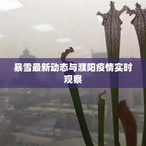 暴雪最新动态与濮阳疫情实时观察
