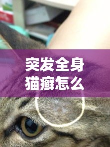 突发全身猫癣怎么办？全面解析猫癣的预防与治疗方法