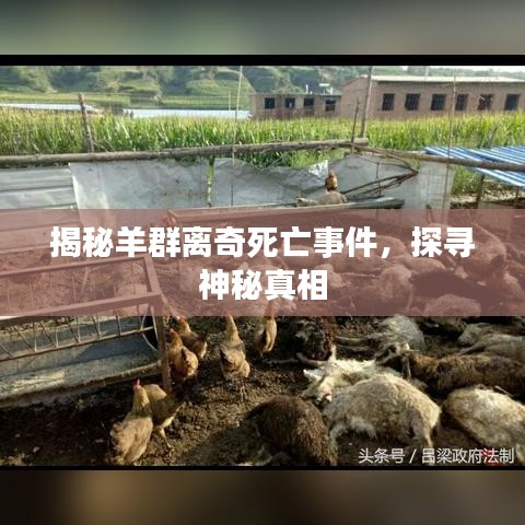 揭秘羊群离奇死亡事件，探寻神秘真相